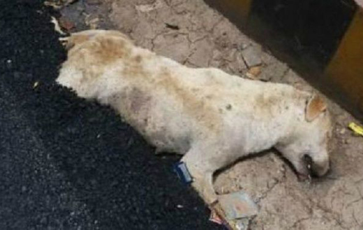 Road build overr dog in agra